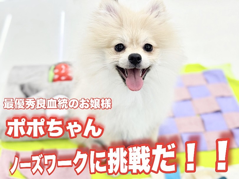 ポメラニアン 】最優秀良血統のお嬢様がノーズワークに初挑戦！結果は