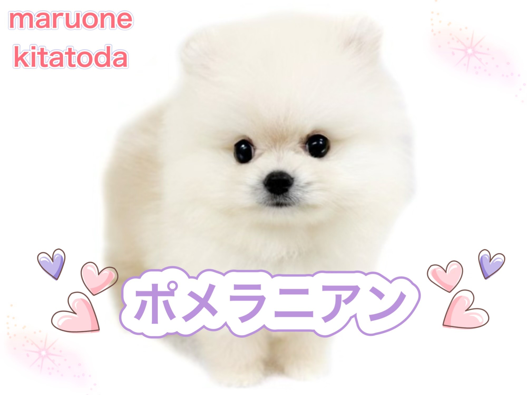 ポメラニアン 】爆毛！ドールフェイスのふわもこクリームポメちゃん
