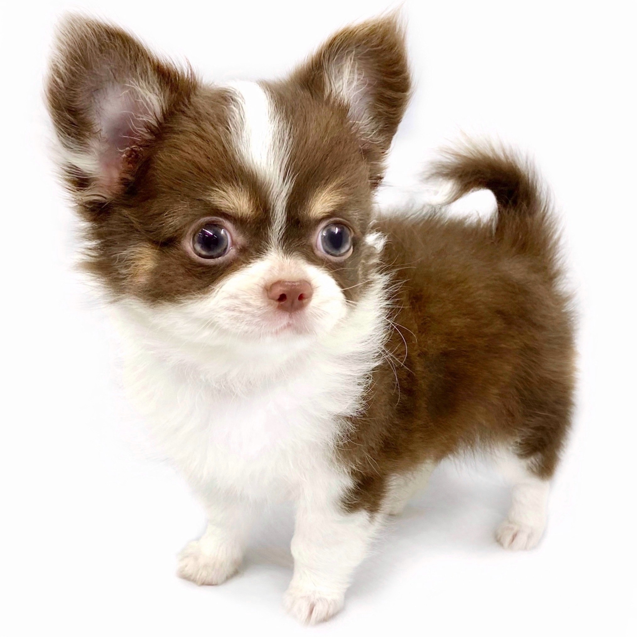 チワワ | ペットショップ マルワン 小さめ子犬 美形な子猫
