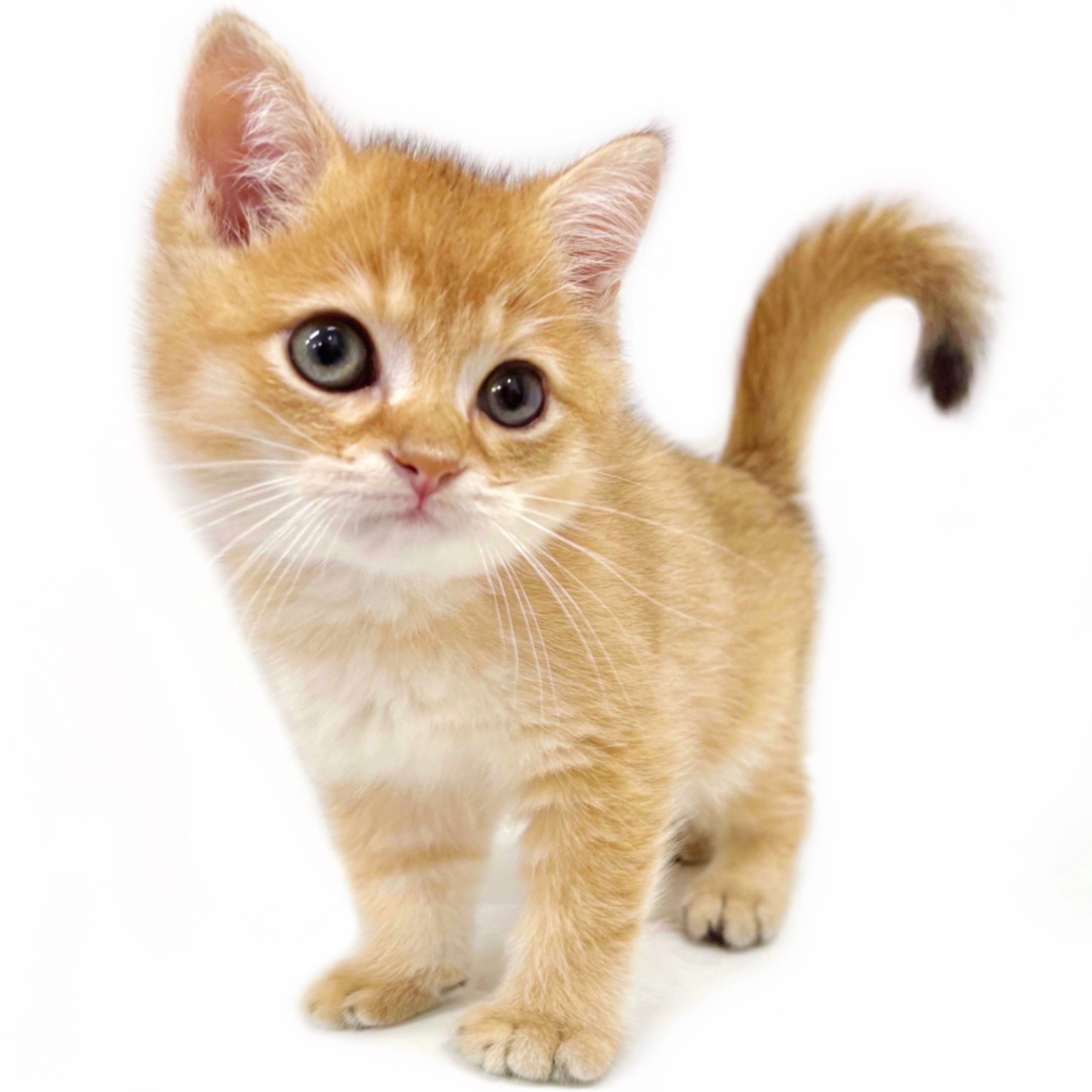 ブリティッシュショートヘア | ペットショップ マルワン 小さめ子犬