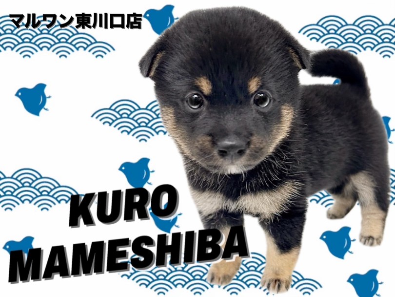 【 豆柴 】魅惑のムチコロボディ！日本犬の代表格希少な黒豆柴ちゃんが癒しをお届け