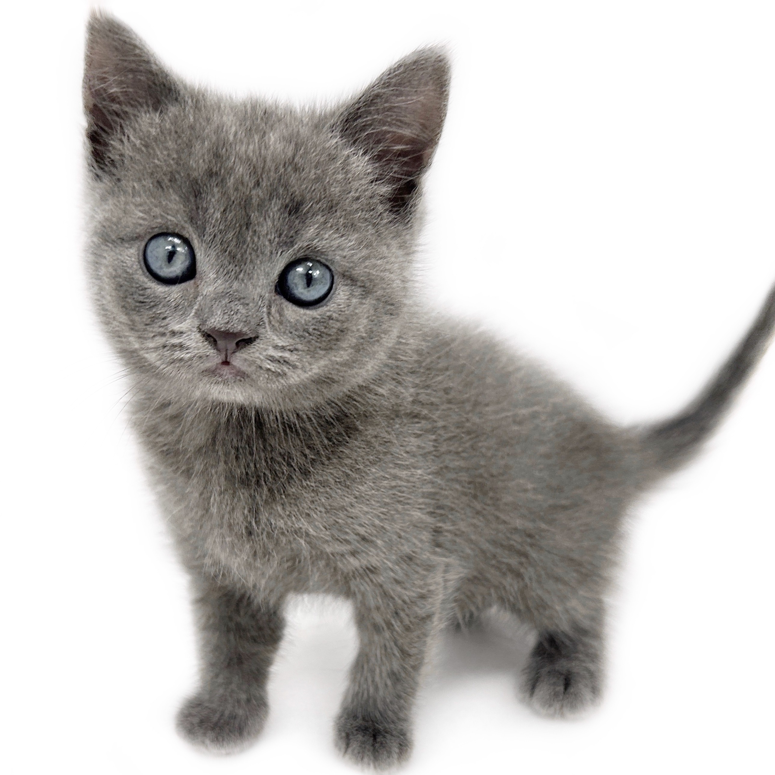 ねこまる ブリティッシュショートヘア | ペットショップ マルワン 小さめ