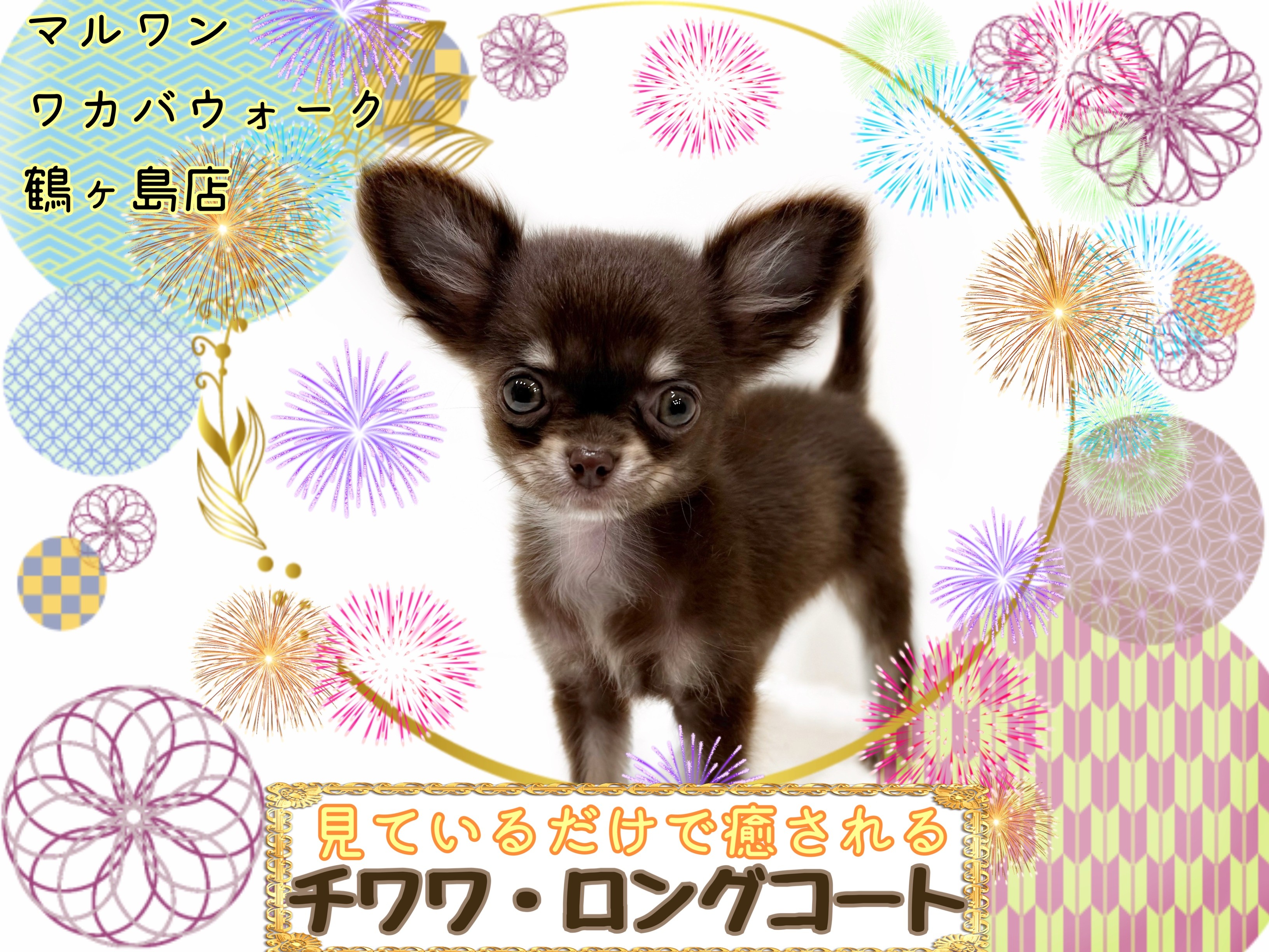 わかちゃん チワワ・ロングコート 】小さい体ながらも元気いっぱいパワフル