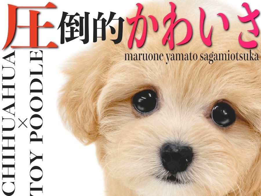 MIX 】チワワとトイプードルの要素を感じさせる圧倒的かわいらしさの