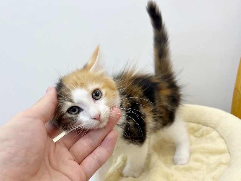 初めてお迎えする方はまずはこの子をチェック | ノルウェージャンフォレストキャット （20-235） - 北戸田店