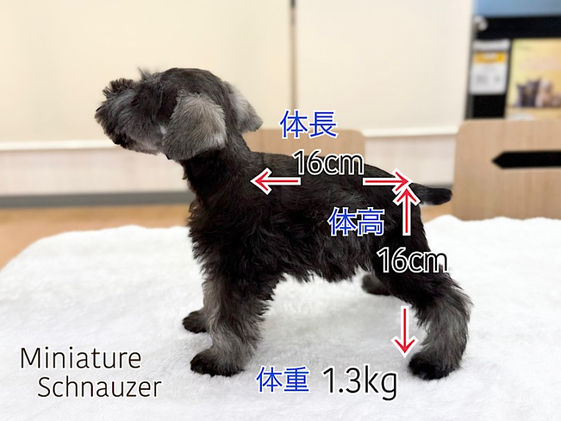 とっても小さいのに可愛くてスタイリッシュ | ミニチュア・シュナウザー （03-205） - 横浜 港北ニュータウン店