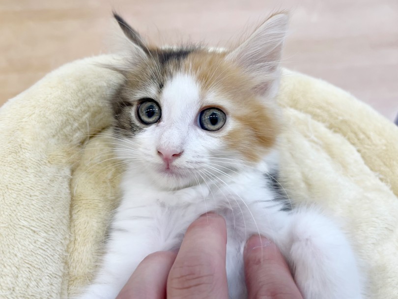 温厚で超がつくほどの甘えん坊なノルちゃん | ノルウェージャンフォレストキャット （20-235） - 北戸田店