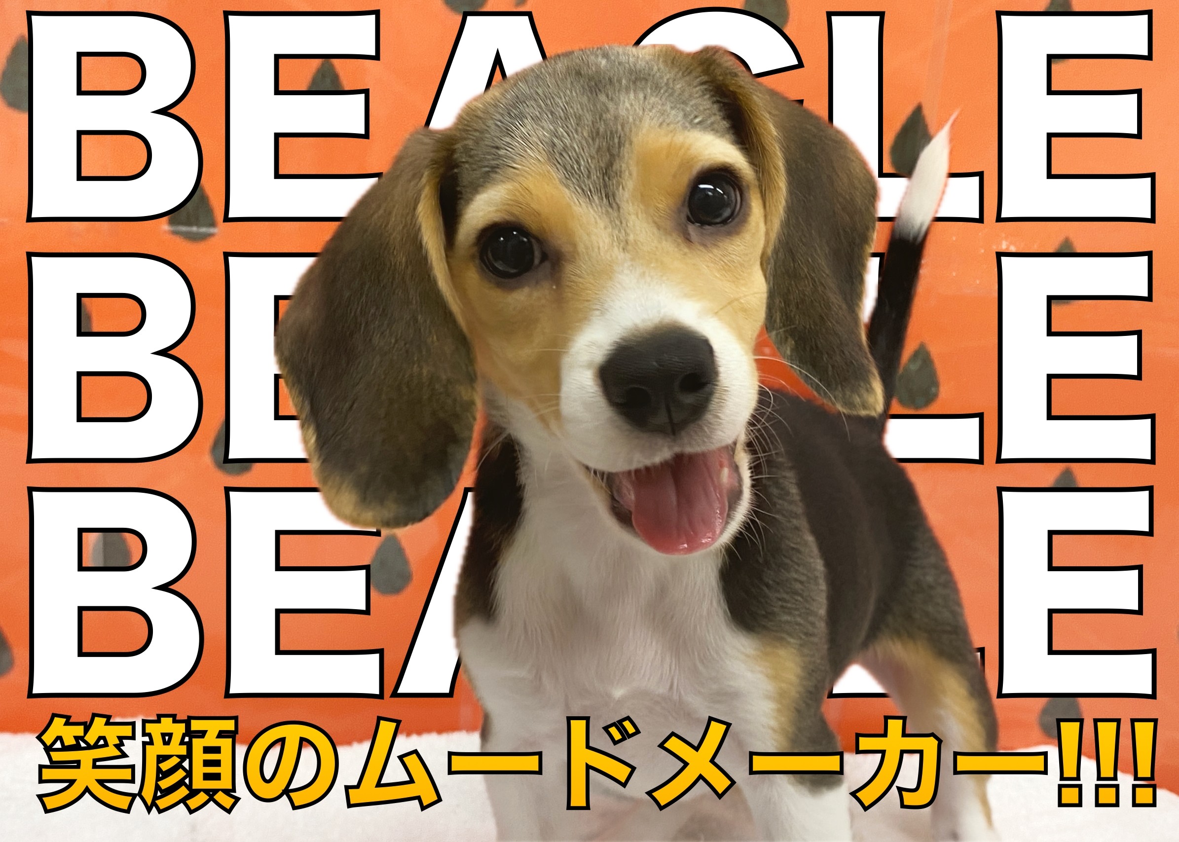 ビーグル 】アクティビティを一緒に楽しめる笑顔のムードメーカー