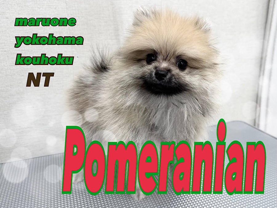 ポメラニアン 】生後88日の様子と、ポメラニアンのお手入れのポイント