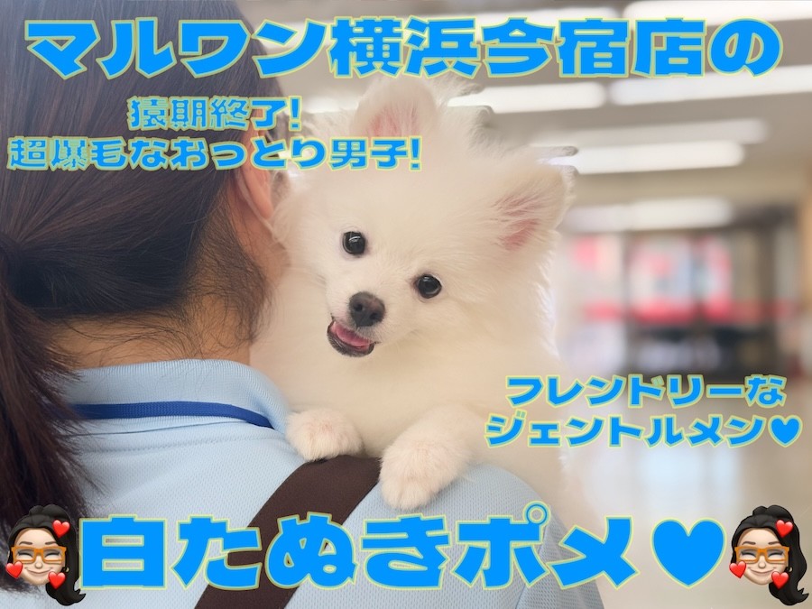ポメラニアン 】ポメスマイルは最高の癒し！爆毛小さめの温厚男子