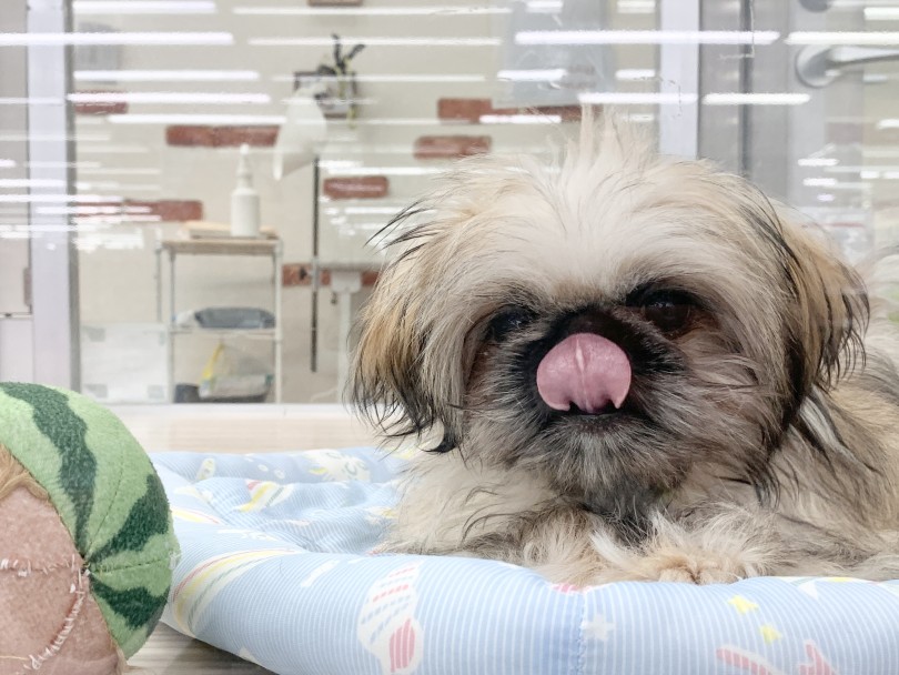 トレーニングを頑張っている様子を是非見にいらしてください | MIX犬 シーペキ （05-157） - 本羽田店