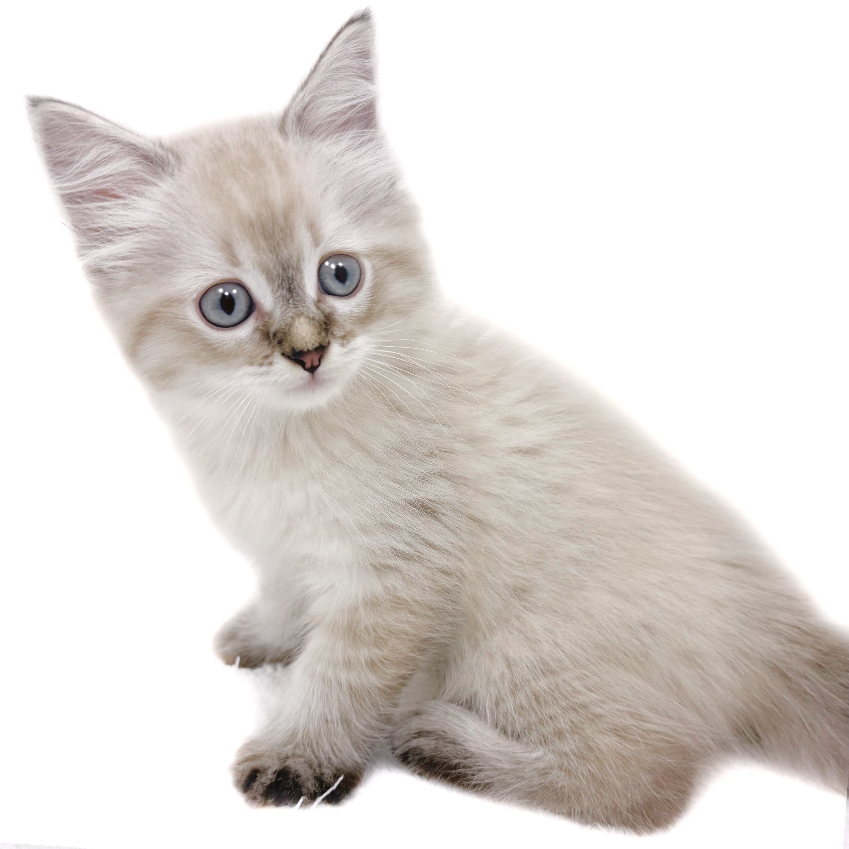 いぬねこ ペット用 兜 小型犬 猫 サイズ | おねこさま・おいぬさま