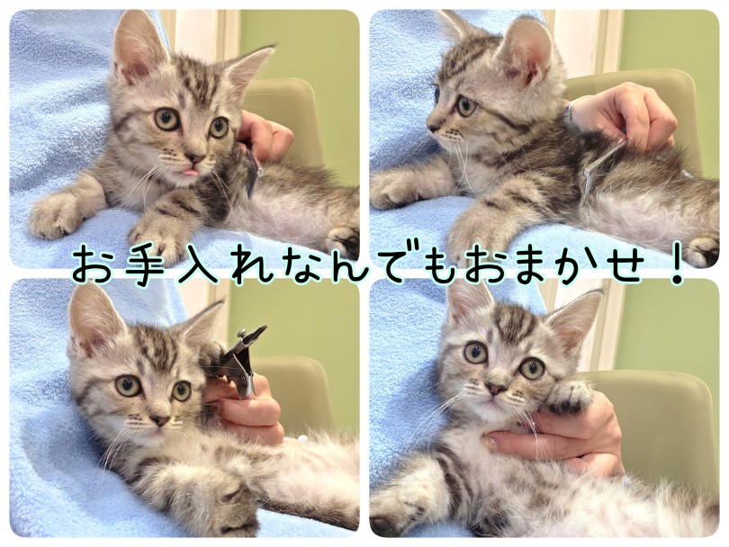お喋り大好き！コミュニケーションをいっぱい取ってあげましょう！ | マンチカン （17-246） - 高井戸店