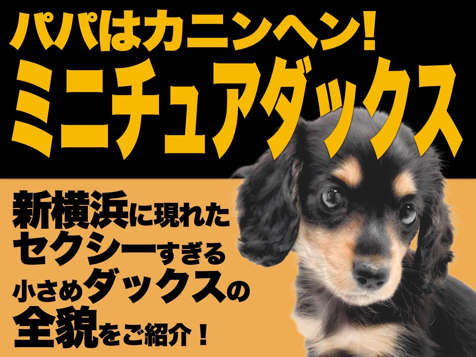 ミニチュアダックス 】セクシーさ秘めた優しい瞳の小さめサイズが