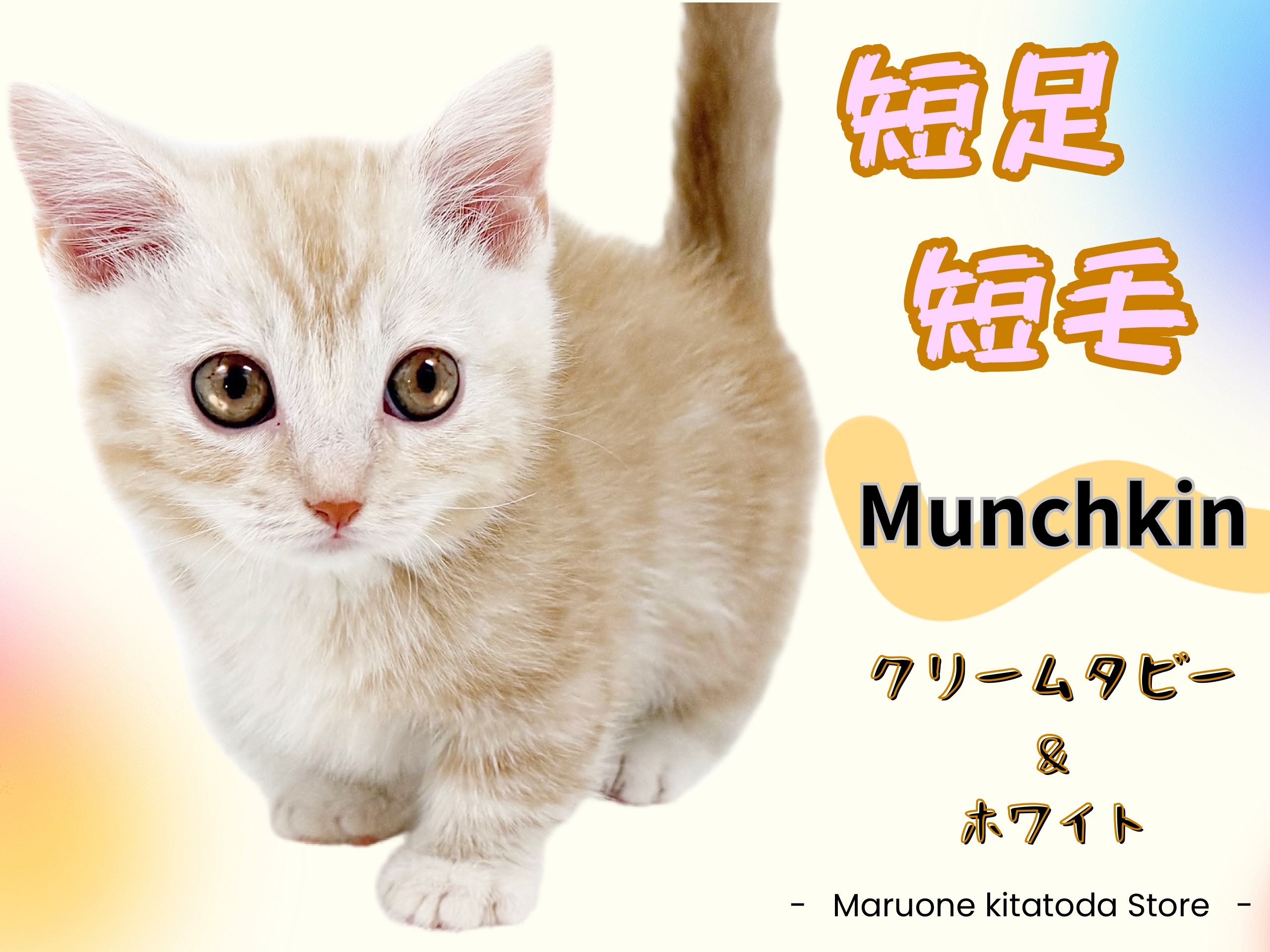 マンチカン 】希少な短足！クリーム色の美しい模様が映える癒し系