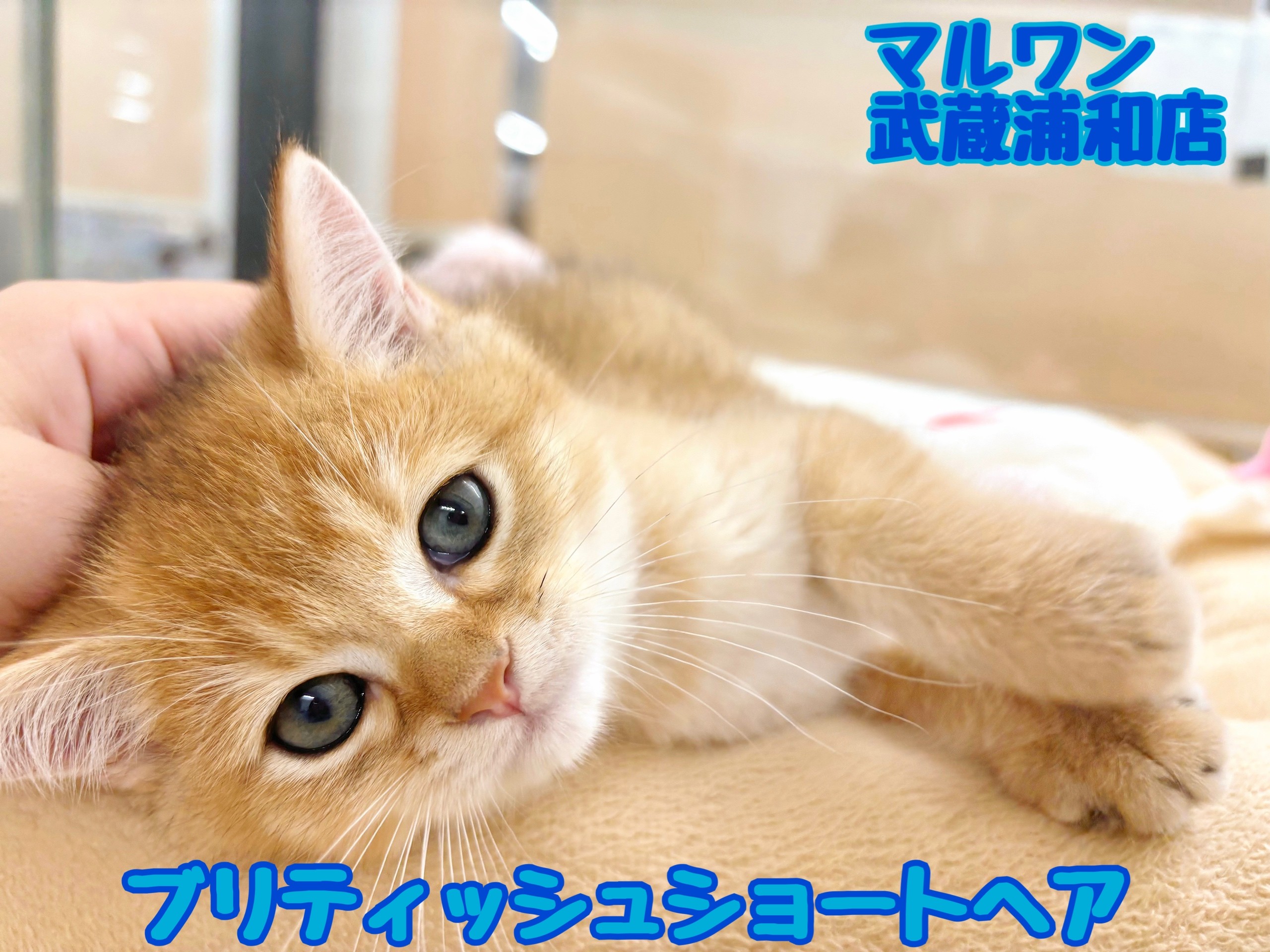短毛シュシュ(黄色ビオラ)わんちゃん猫ちゃん用 ブリティッシュショートヘア 】超希少色！ゴールドの男の子が埼玉浦和