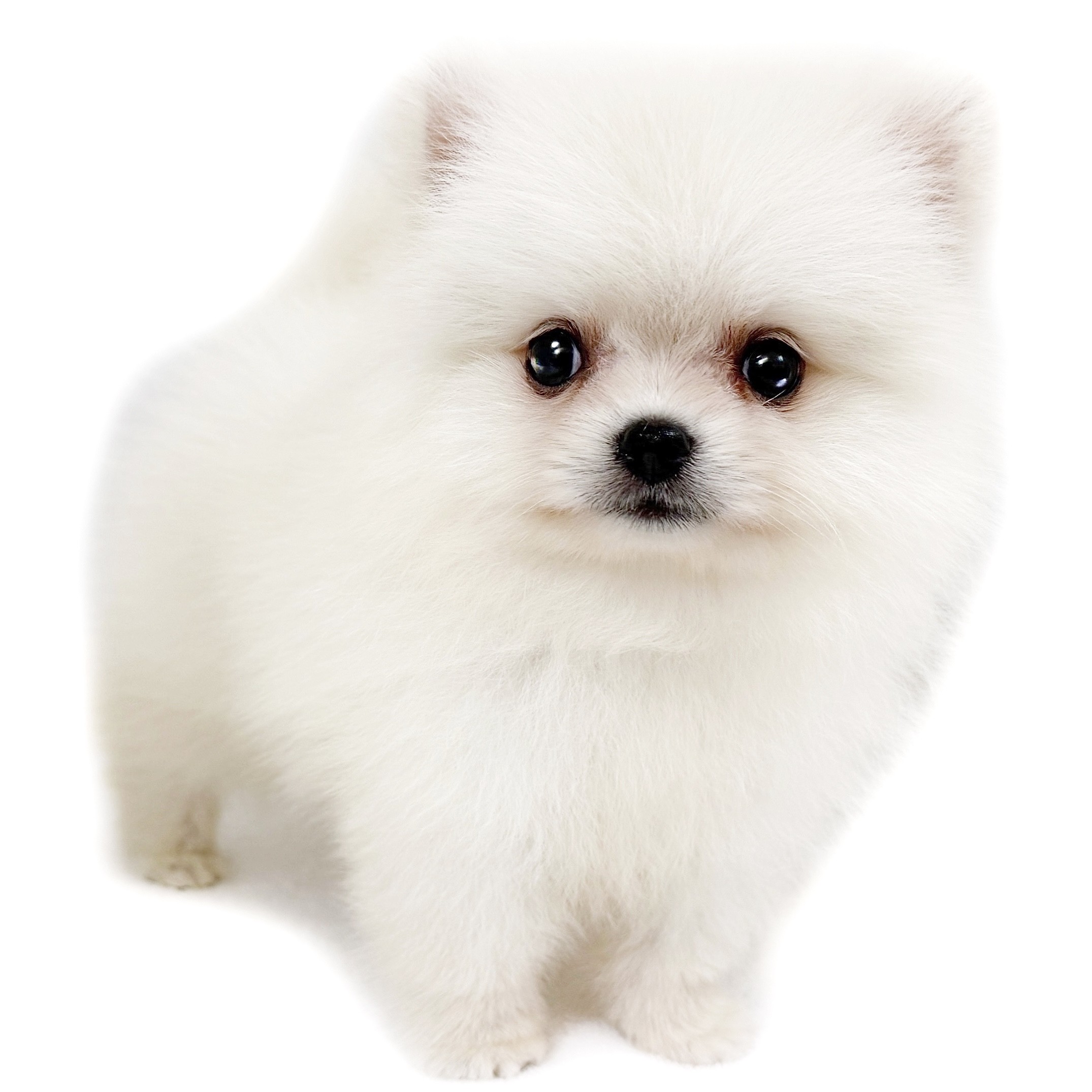 ポメラニアン | ペットショップ マルワン 小さめ子犬 美形な子猫