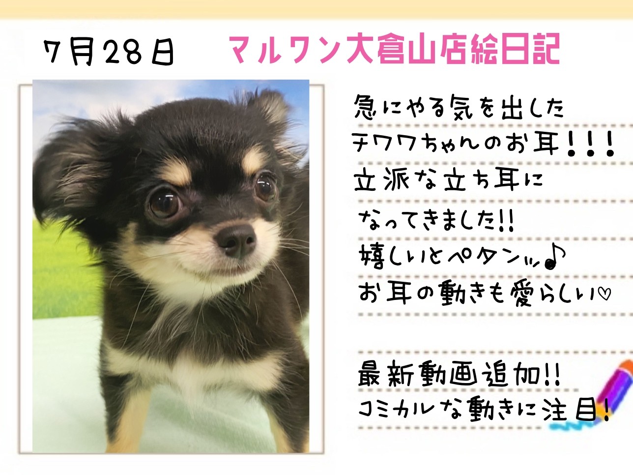 チワワ 】急にやる気を出したチワワちゃんのお耳！最新動画も