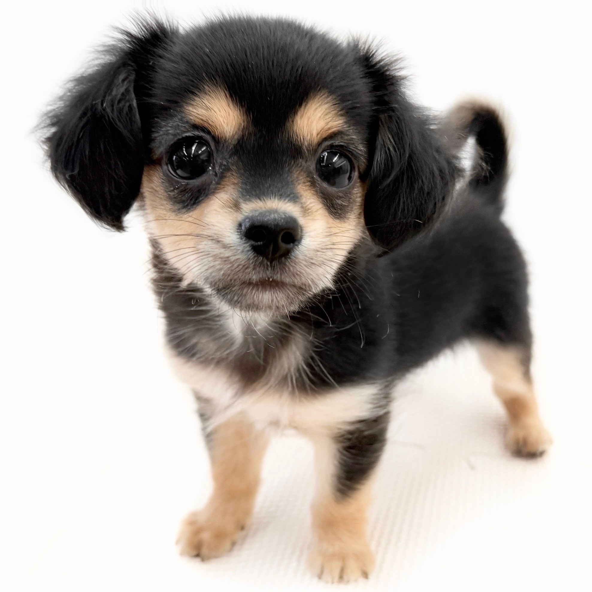 MIX（チワワ×ミニチュアダックスフント） | ペットショップ マルワン