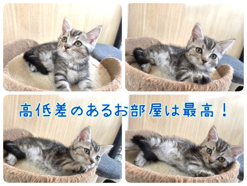 高低差のあるお部屋作りで快適に過ごそう！ | マンチカン （17-246） - 高井戸店