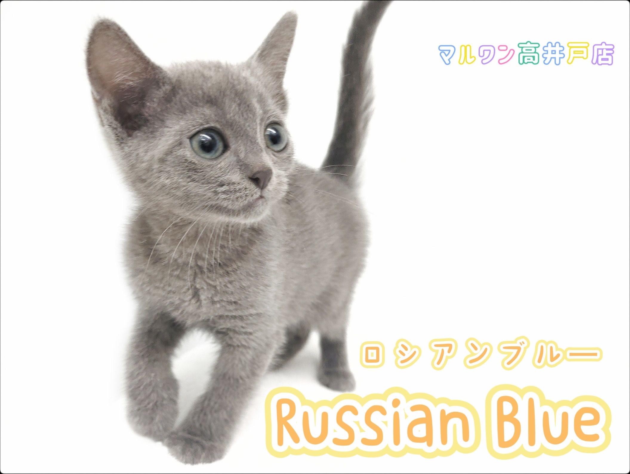 ロシアンブルー 】 二度見必至！超美顔の女の子が杉並・世田谷・中野