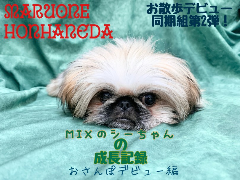 【 MIX・シーペキ 】それぞれのお散歩デビュー第2弾！歩き方が可愛すぎるぞ！