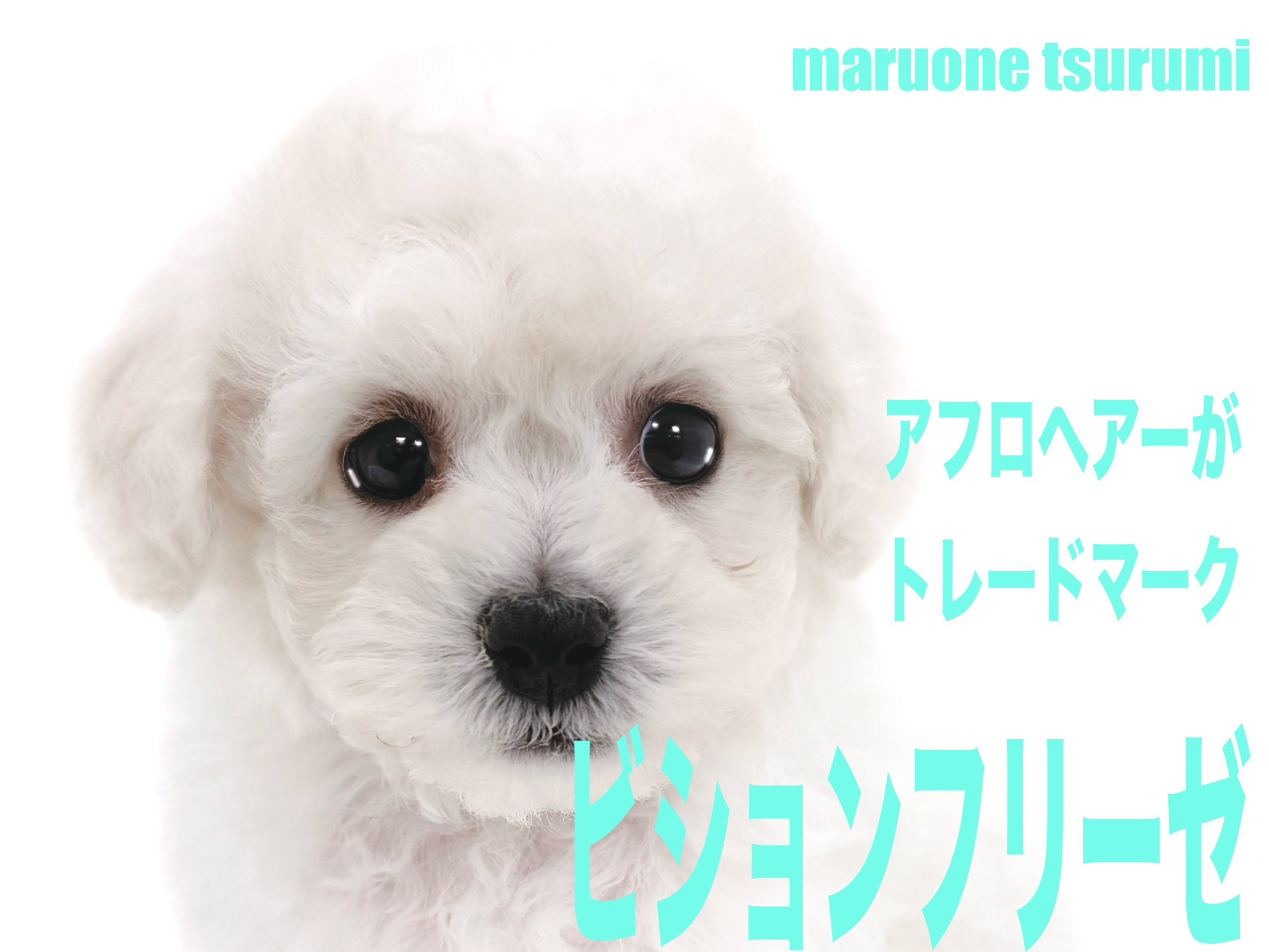 ビションフリーゼ 】アフロヘアーがトレードマークのプリンス