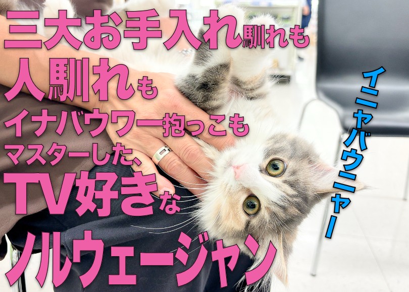 ノルウェージャン】三大お手入れも人馴れもマスターしたTV好きにゃんこ