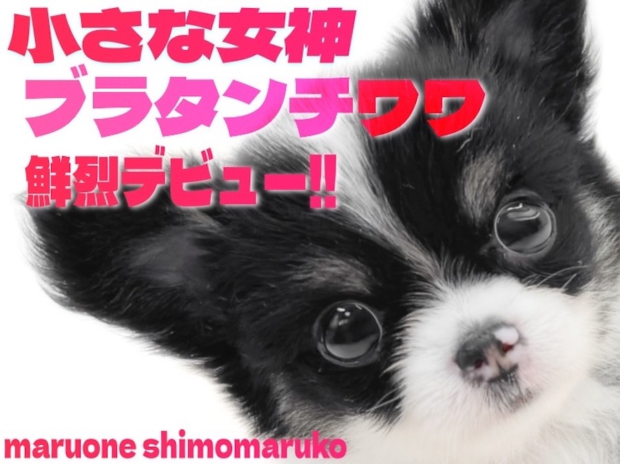 まる様 ご相談ページ 見ているページをLINEで共有したら「安全ではない」と警告される