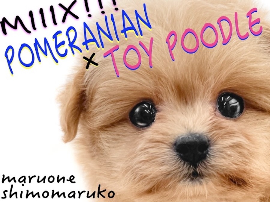 MIX 】ポメラニアンとトイプードルのミックスは愛らしさ満載のルックス