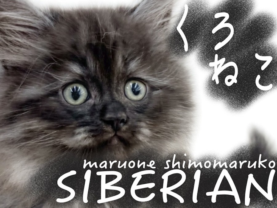 217b55669496bac6c083ef200326a3