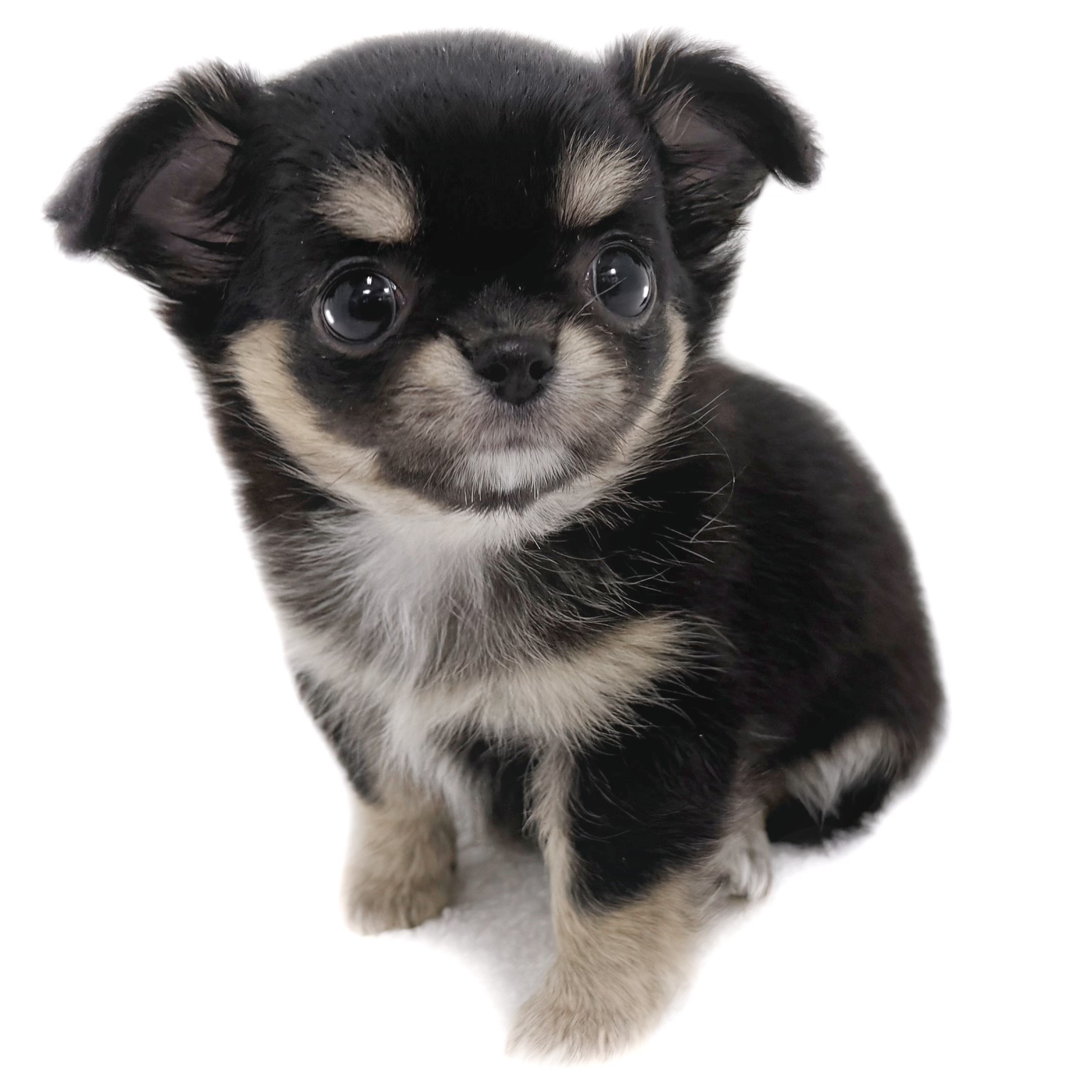チワワ | ペットショップ マルワン 小さめ子犬 美形な子猫