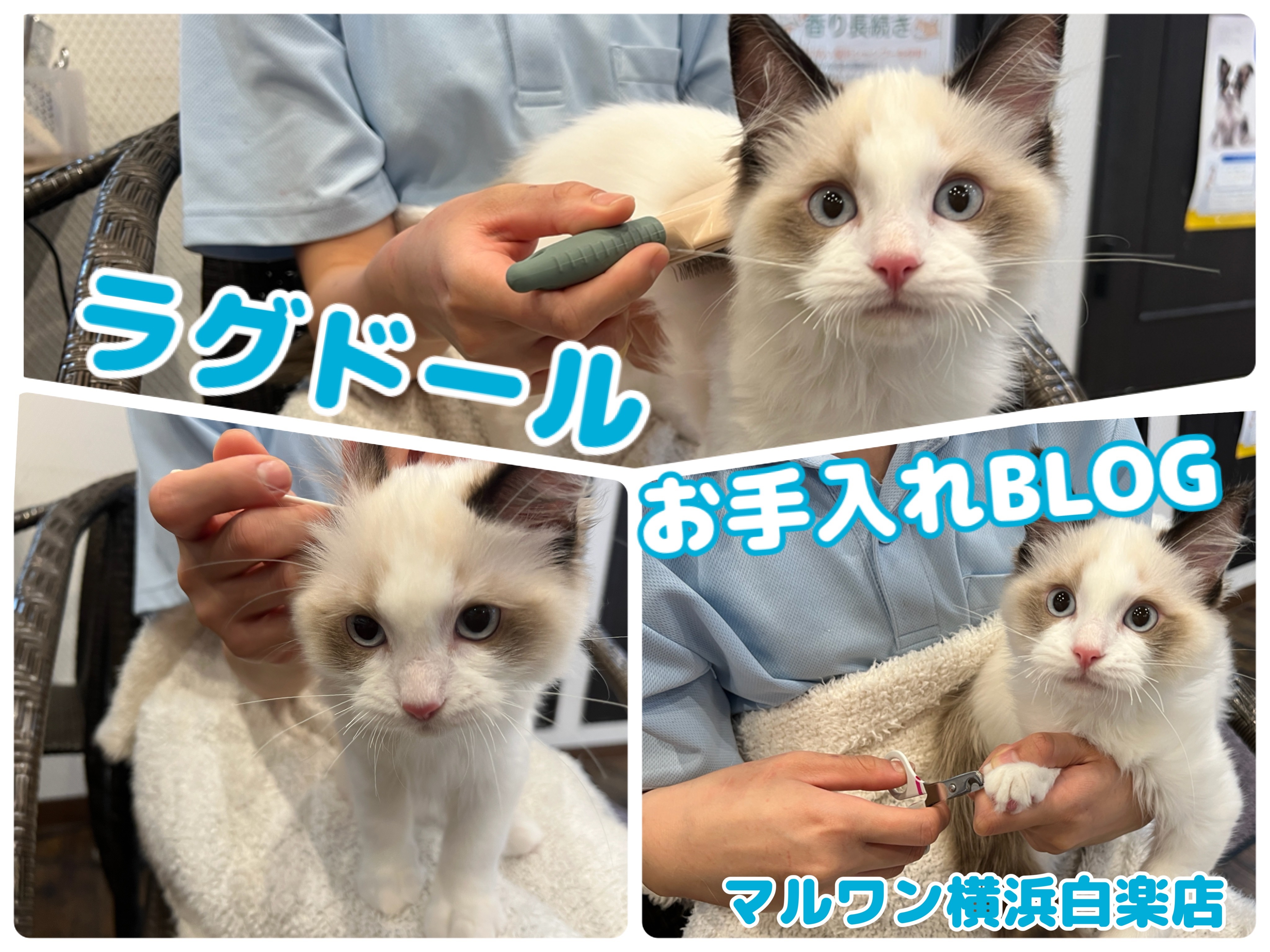 ラグドール 】温厚にゃんこ代表！抱っこもできる甘えん坊男子のお