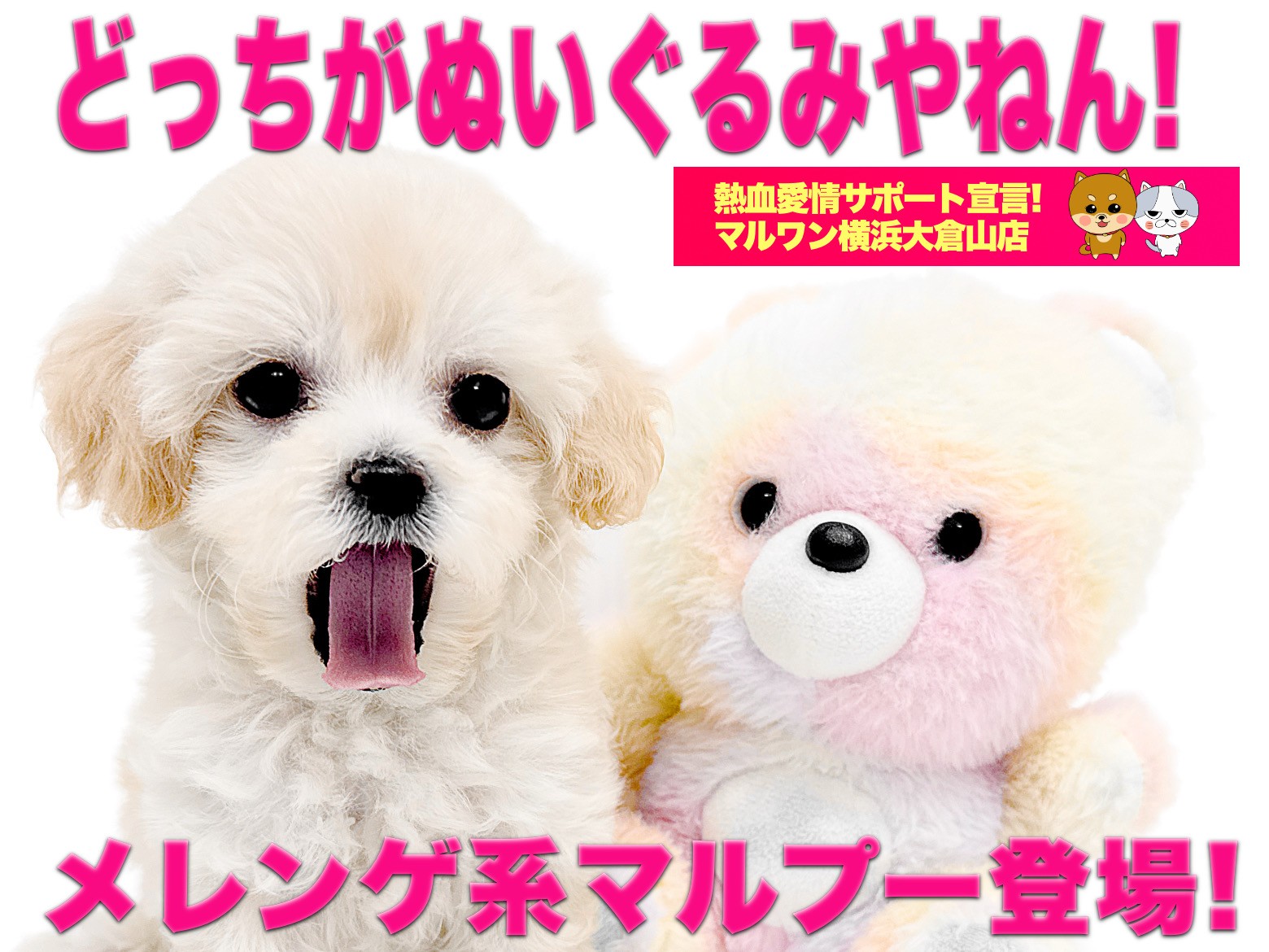 MIX 】どっちがぬいぐるみ？柔らかメレンゲ系カラーのドワーフ