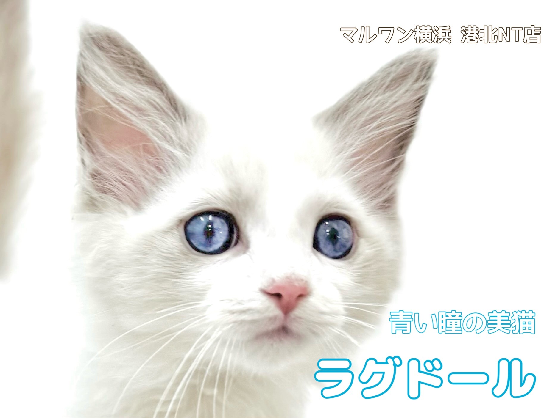 4def2f212a2ac88133ebdbdd33a871