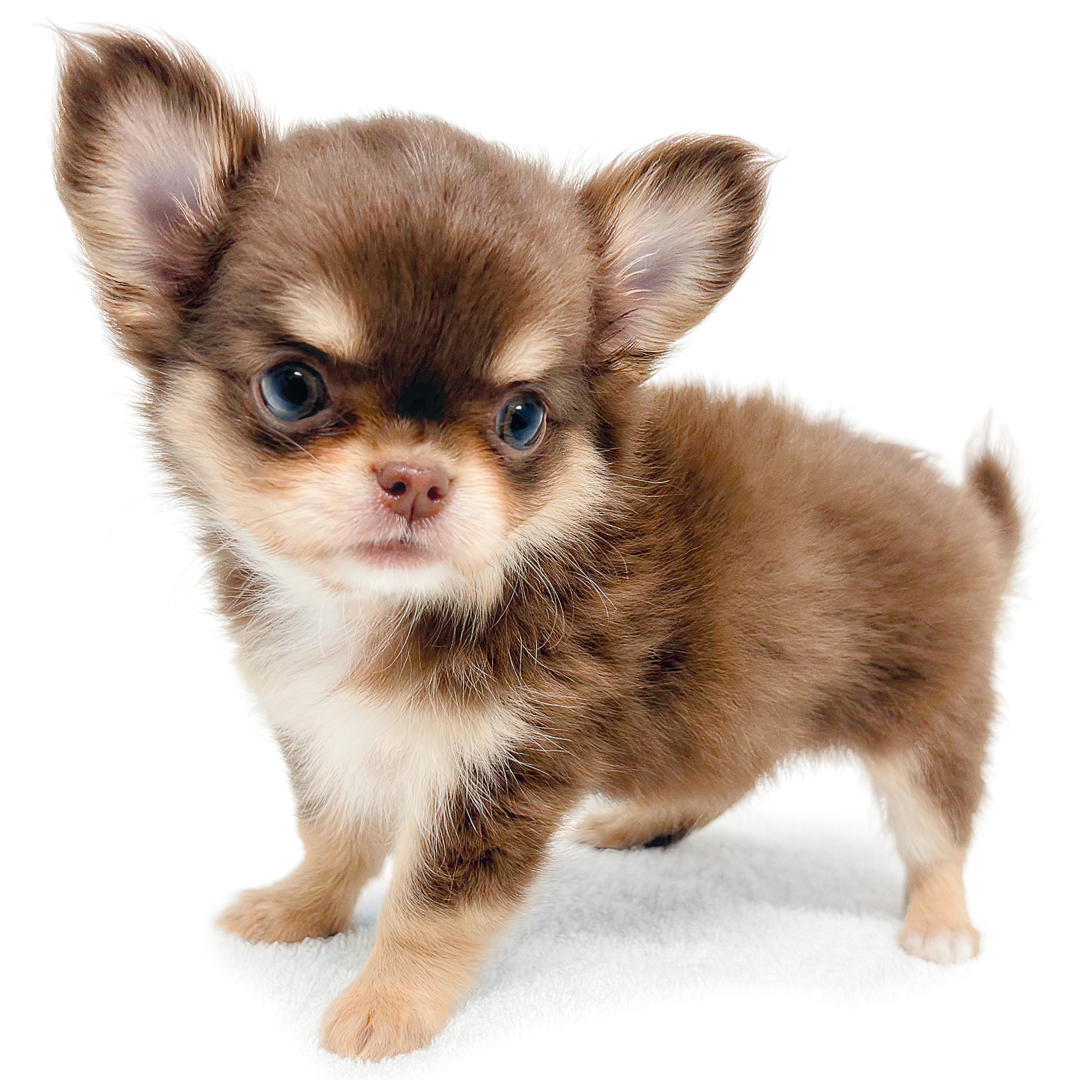 ワンちゃん飼いたい様 チワワ | ペットショップ マルワン 小さめ子犬 美形な子猫