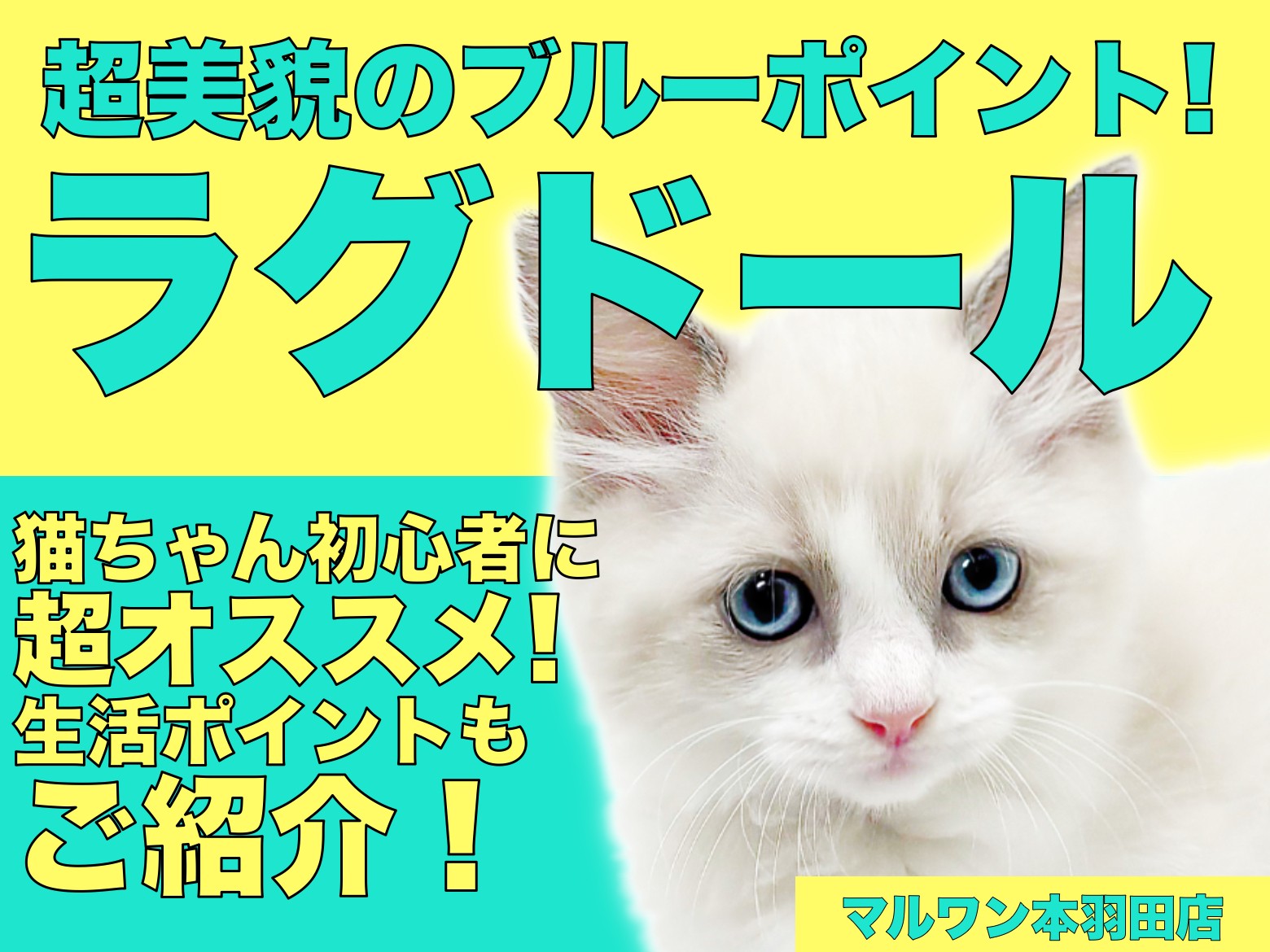 ラグドール 】初心者にオススメ!青い瞳にゃんことの生活ポイントをご
