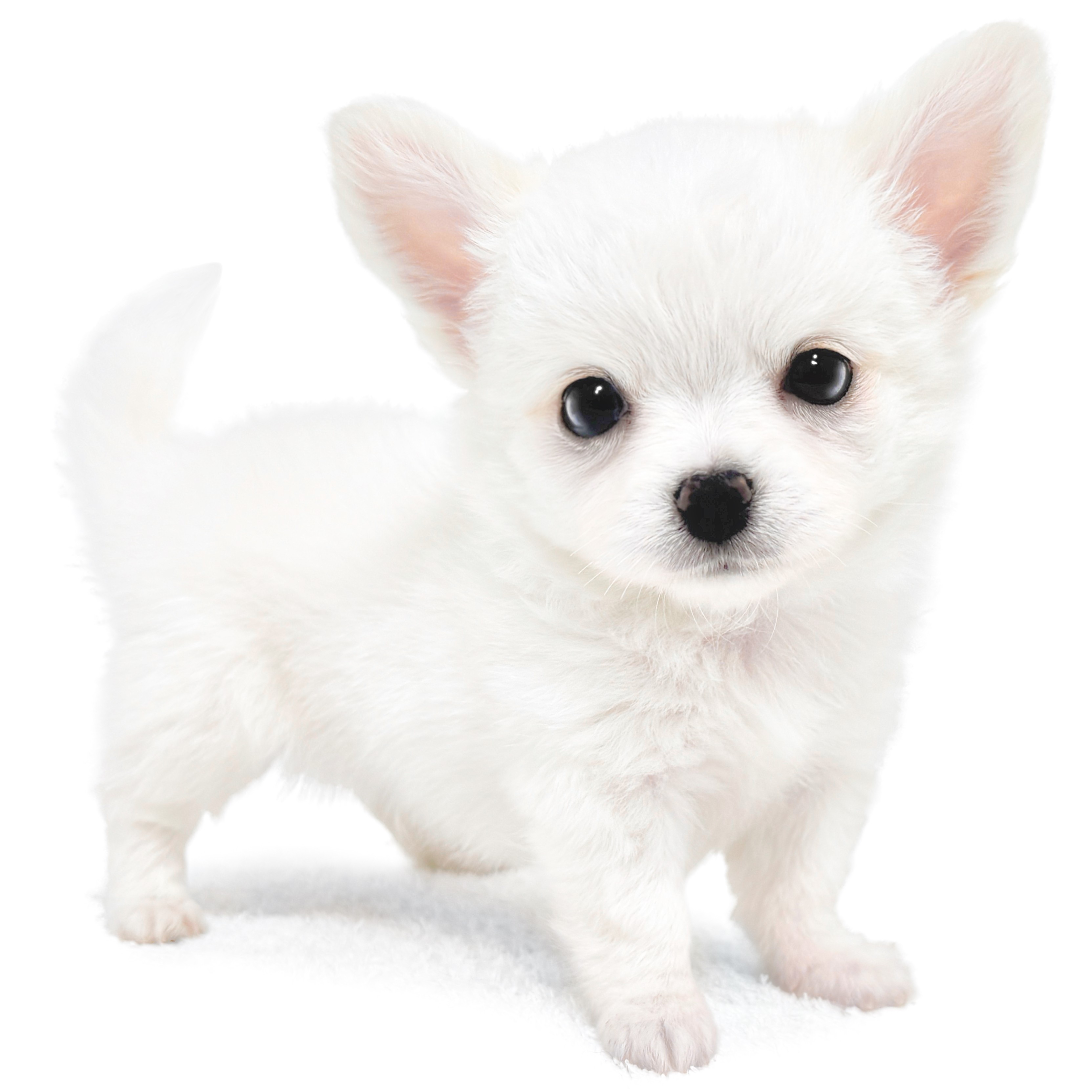 チワワ | ペットショップ マルワン 小さめ子犬 美形な子猫