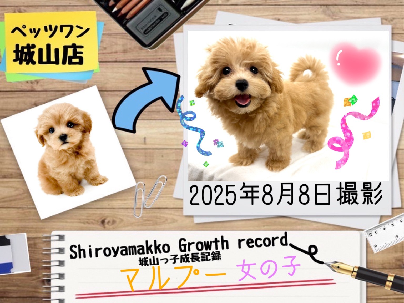 マルプー】城山っ子成長報告！2025年8月8日 | マルワンBLOG | ペット