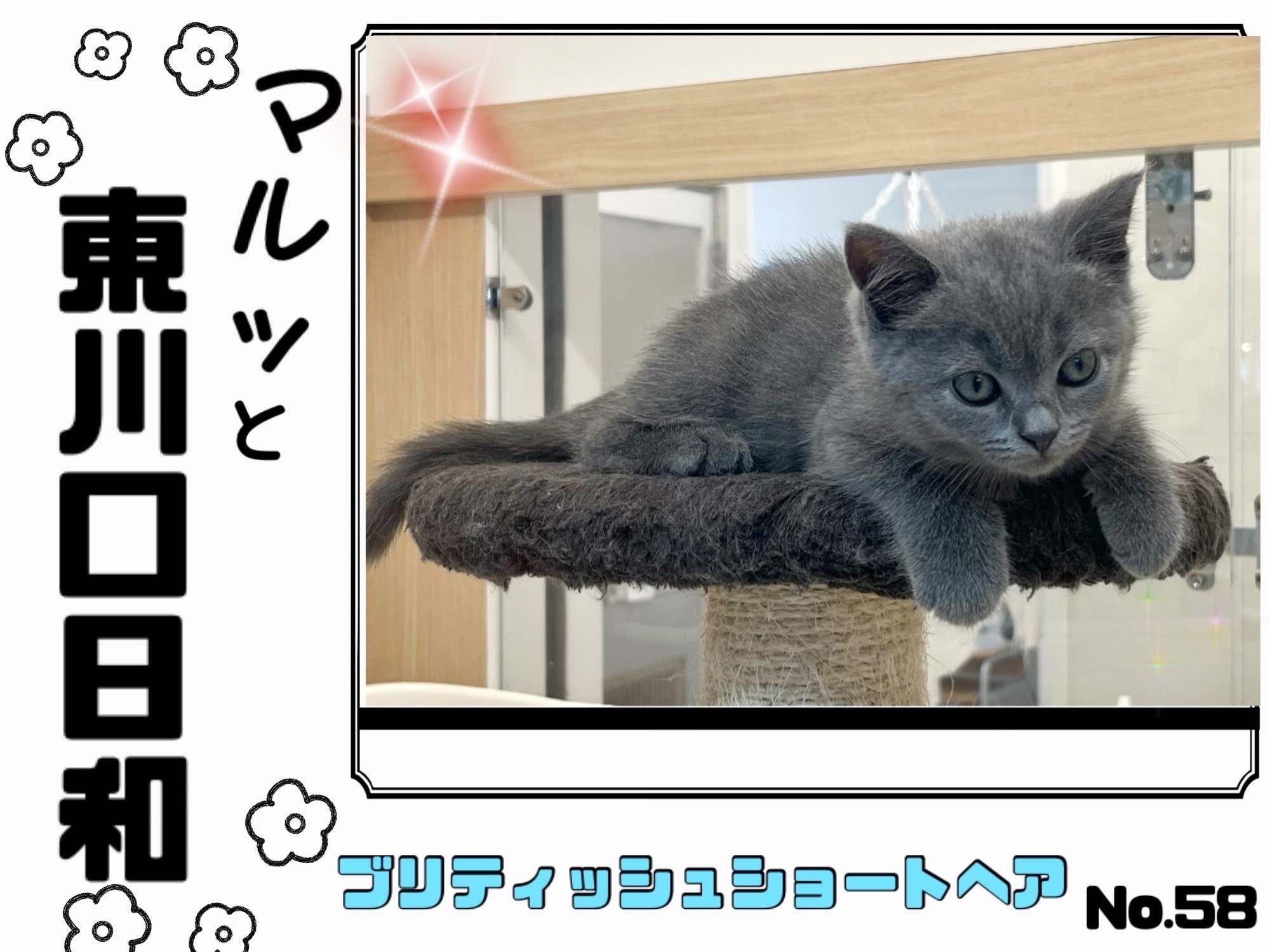 マルっと東川口日和No.58 】クールさと可愛さを両立したブリ
