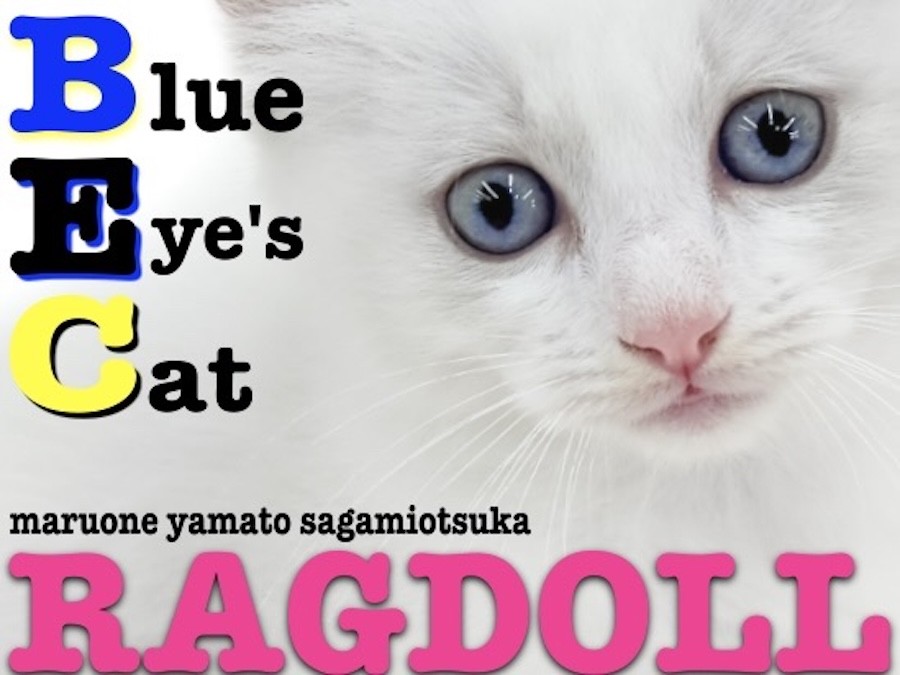 【カラーと香りが選べる】魅惑のねこちゃん【オーダーページ】@1250円+送料 価格の安いお手頃価格のキュートな猫ちゃん大集合 / ペット