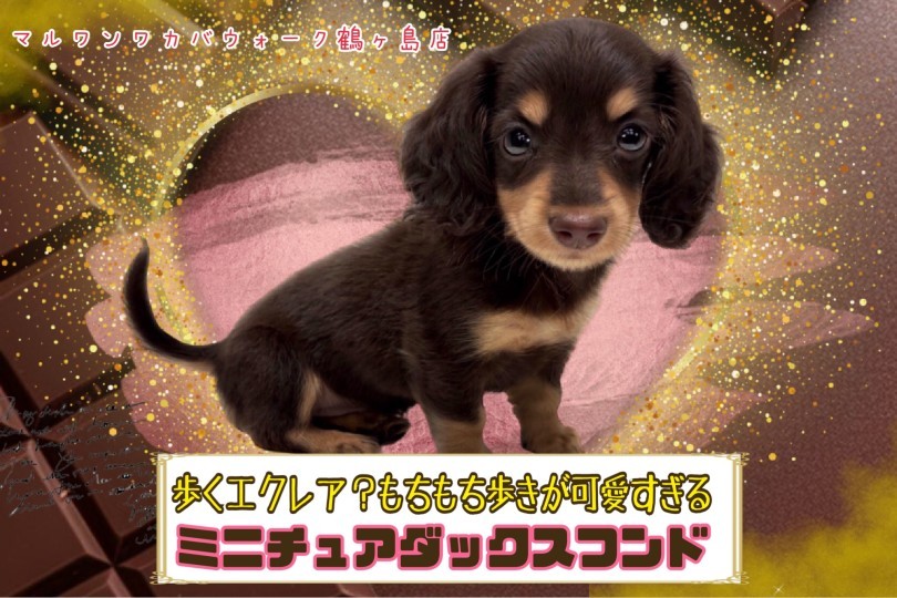 ミニチュア・ダックスフント 】歩くモカエクレア！チョコダックス