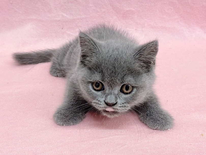 おだやかな生活をブリちゃんと一緒に・・・！ | ブリティッシュショートヘア （06-299） - 横浜 大倉山店