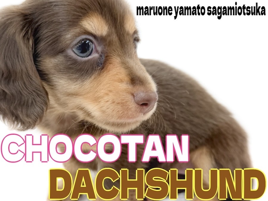 ダックスフント 】チョコタンの短足ガール！愛らしい顔と好奇心旺盛な