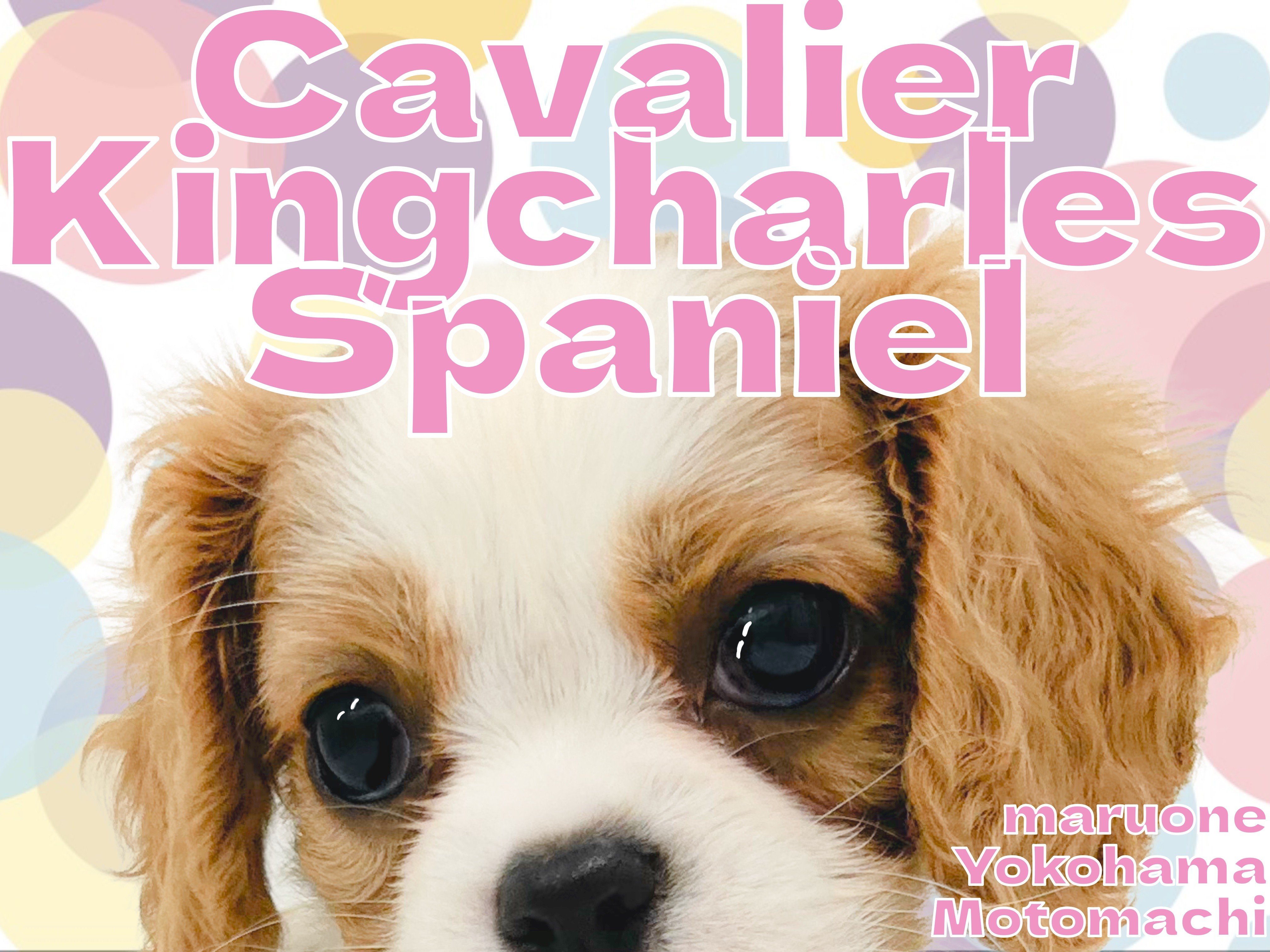 キャバリア 】王道アイドル横浜元町に登場！【 キングチャールズ