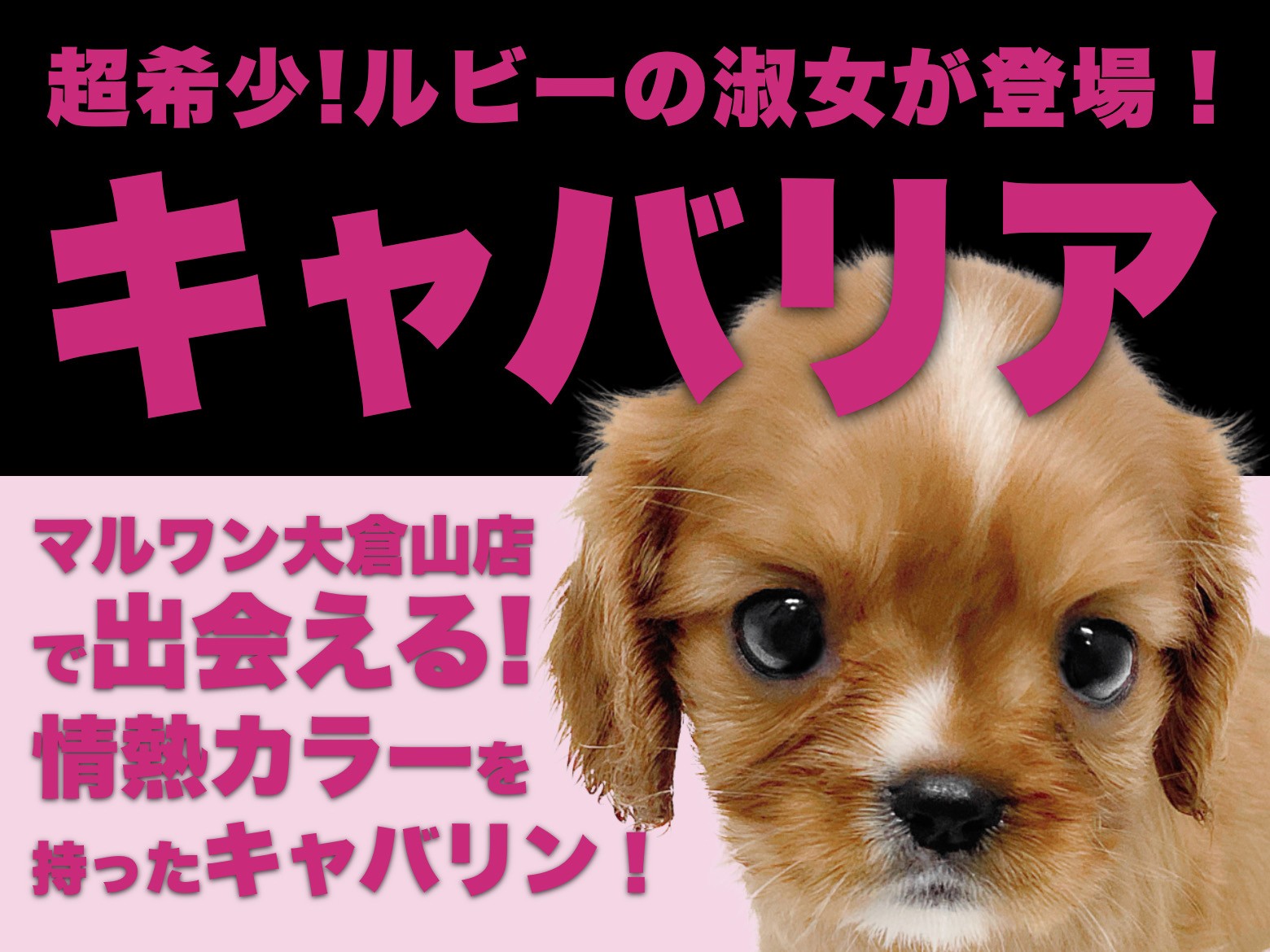 キャバリア 】超希少！ルビーカラーを身にまとったフレンドリー