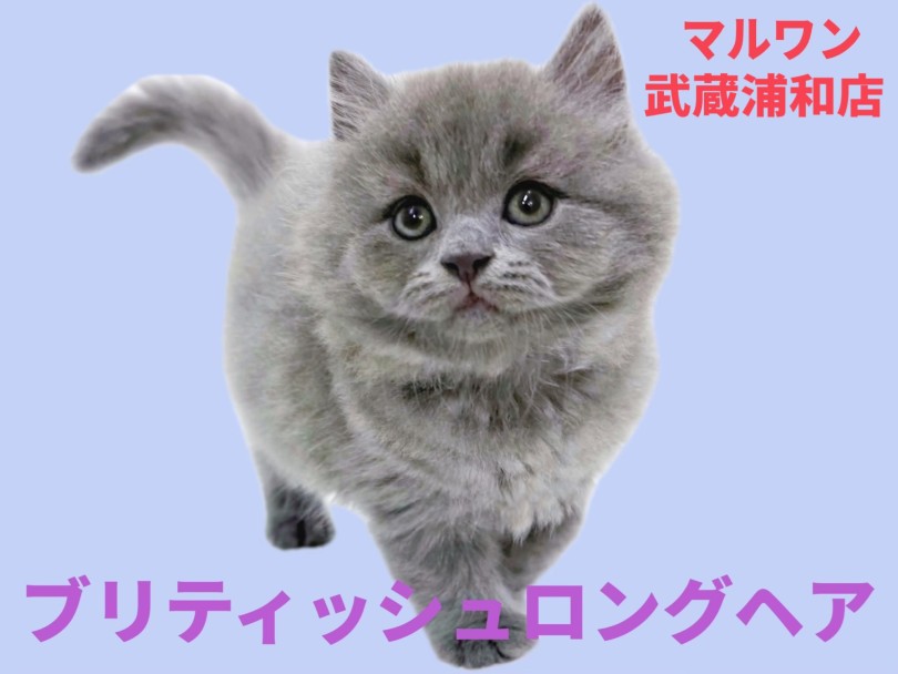 【 ブリテッシュロングヘア 】希少なロングヘア！パパがICCダブルチャンピオン