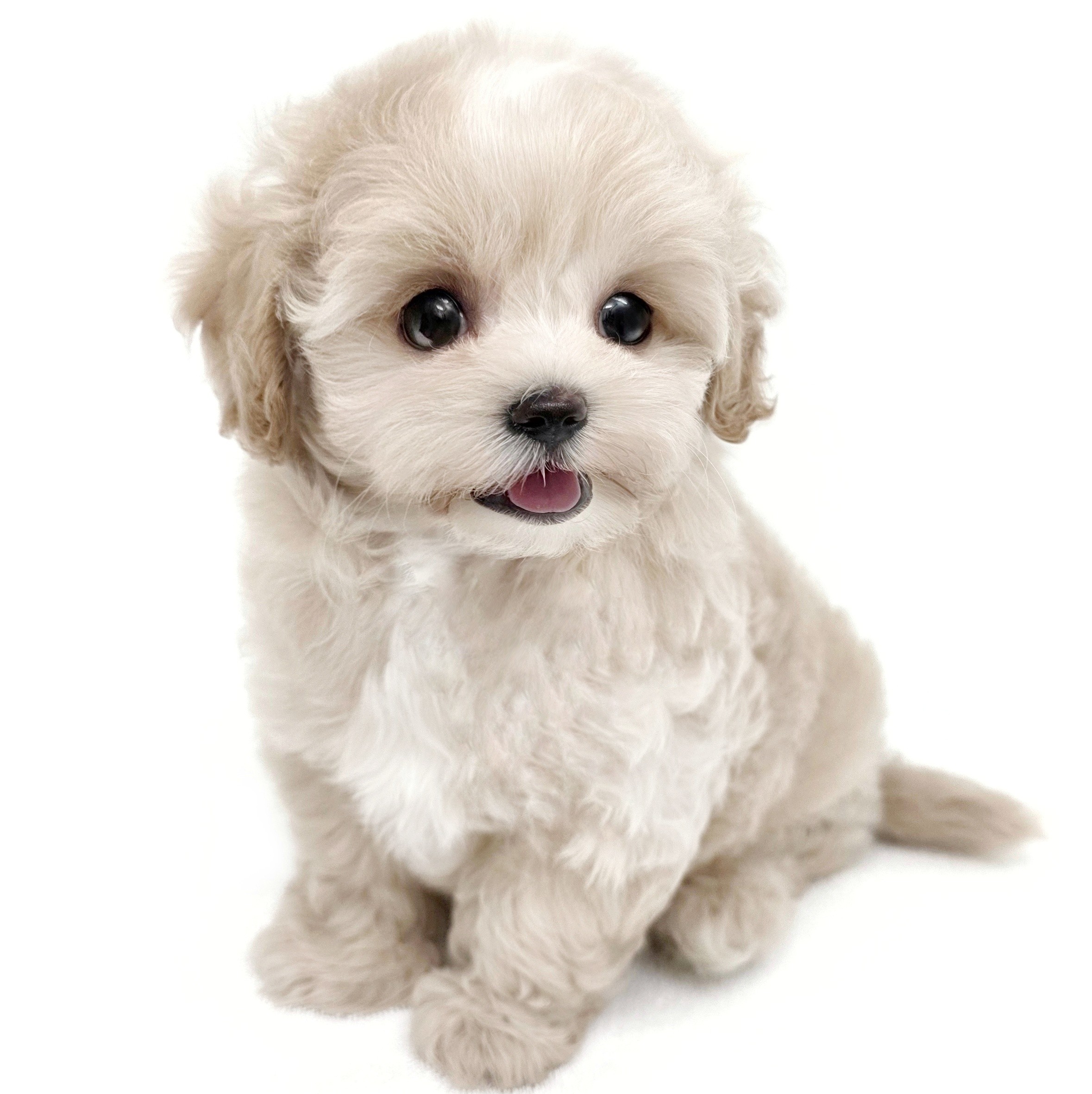 MIX（マルチーズ×トイプードル） | ペットショップ マルワン