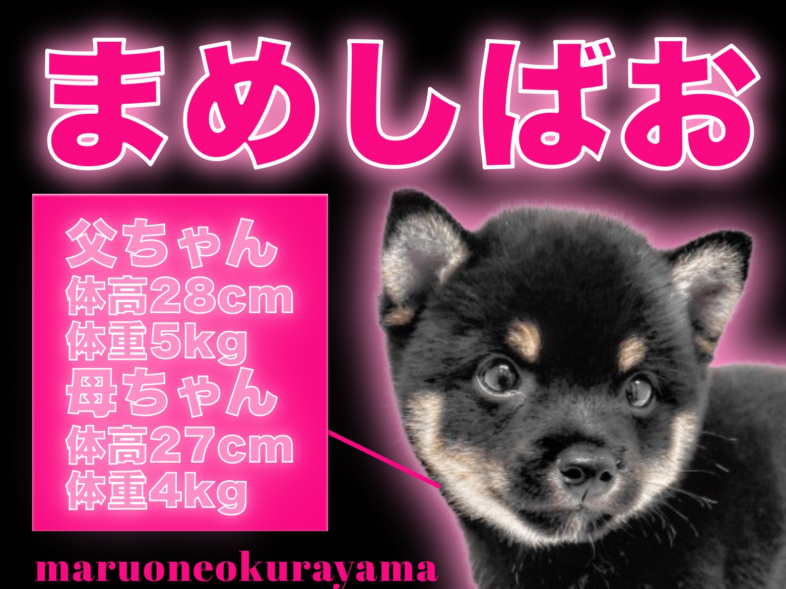 豆柴 豆柴【岡山県・女の子・2025年5月10日・赤】上物極小豆柴‼️骨格