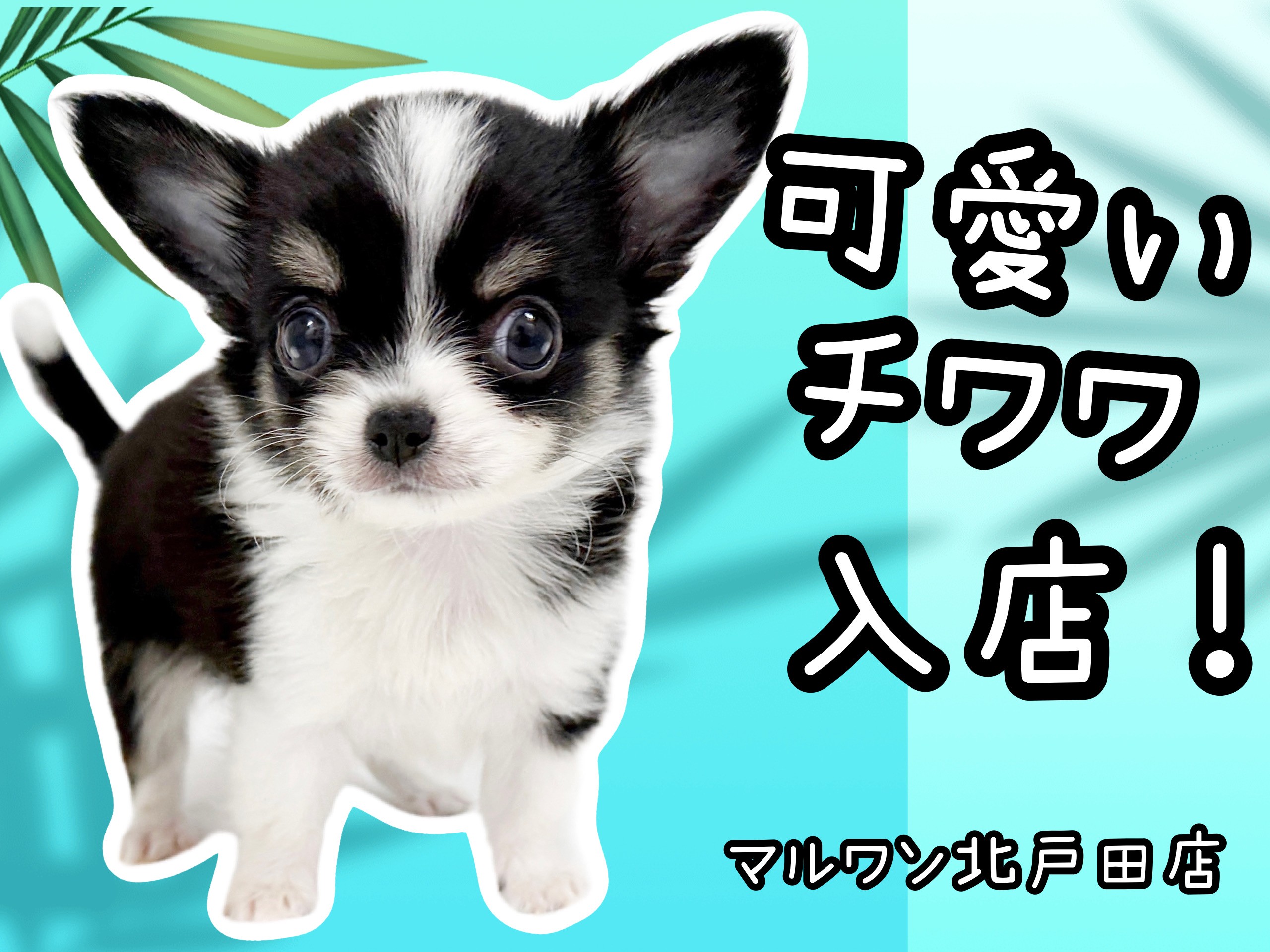 チワワ 】勝手にプレミアム認定！美しいブラックタン&ホワイトの王子様